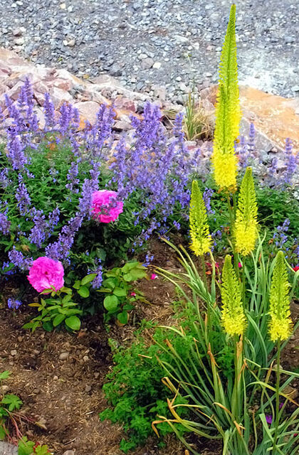 Blumenkombinationen, die viel Freude bereiten