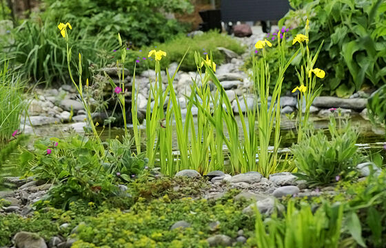 Lauschiger Wassergarten - Wassergarten, Wolfhausen