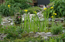 Naturteich perfekt umgesetzt - Hubergartenbau