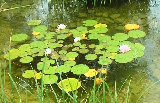 wunderschönes Biotop, Hombrechtikon