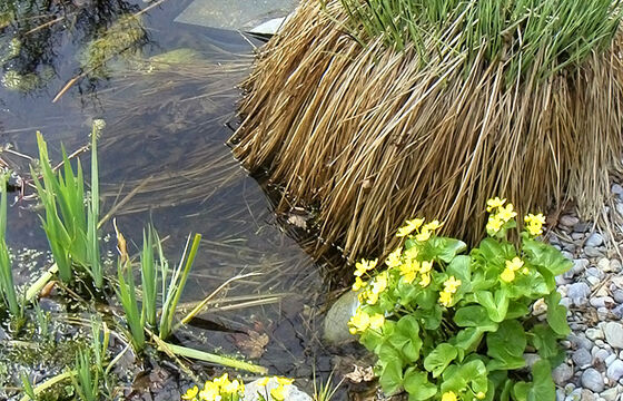 Gartenteich, Wolfhausen - Hubergartenbau