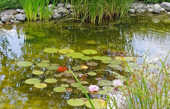 Teich mit Sprungbrunnen, Hombrechtikon - Hubergartenbau