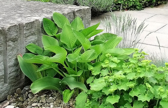 Naturstein harmoniert mit Pflanzen, Bubikon - Hubergartenbau